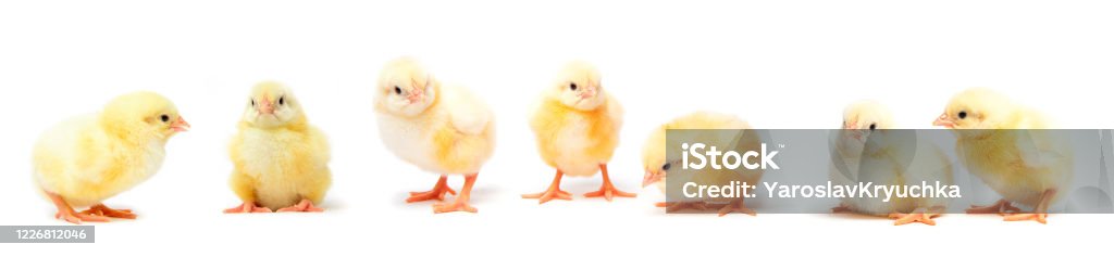 At Devenish, we strive to be an innovator in animal nutrition by providing a wide range of products and services.