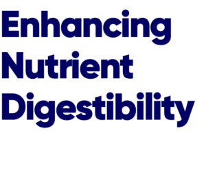 DINAMIC - Tagline website