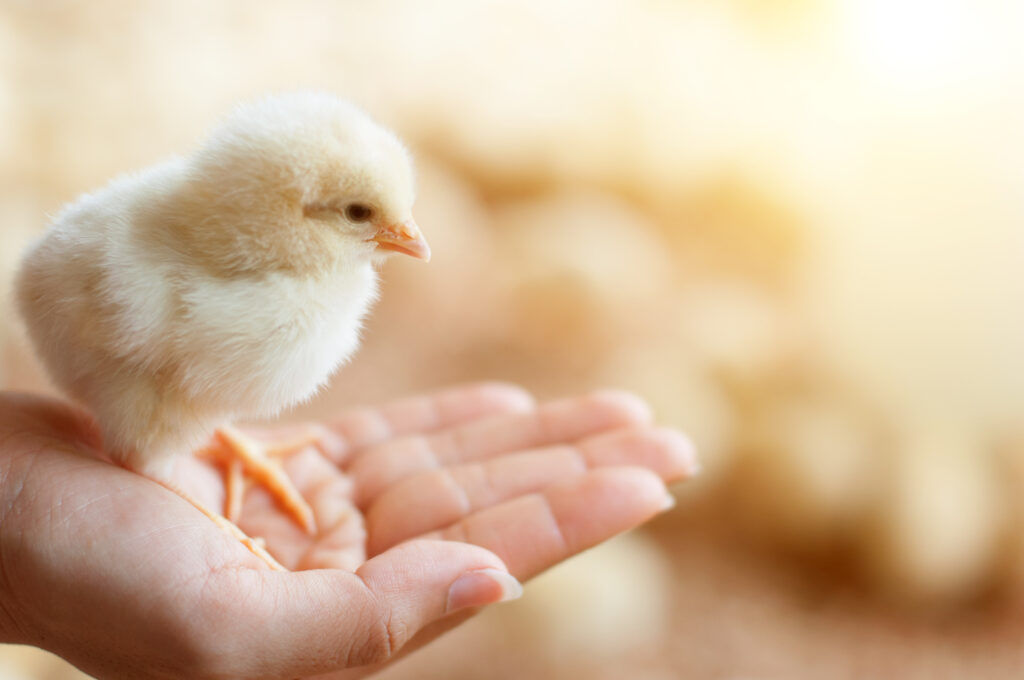 Baby Chick in Hands