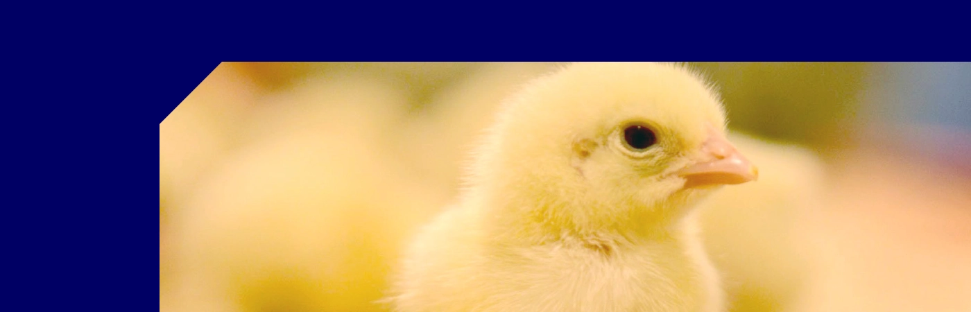 HY-Tech Banner - 1400 x 450 px
