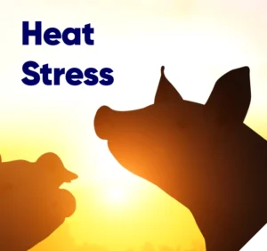 Heat Stress Footer - 850 x 800 px