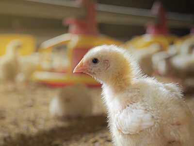 Poultry broiler chick