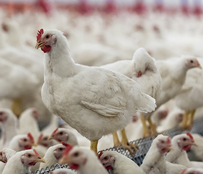 White chickens
