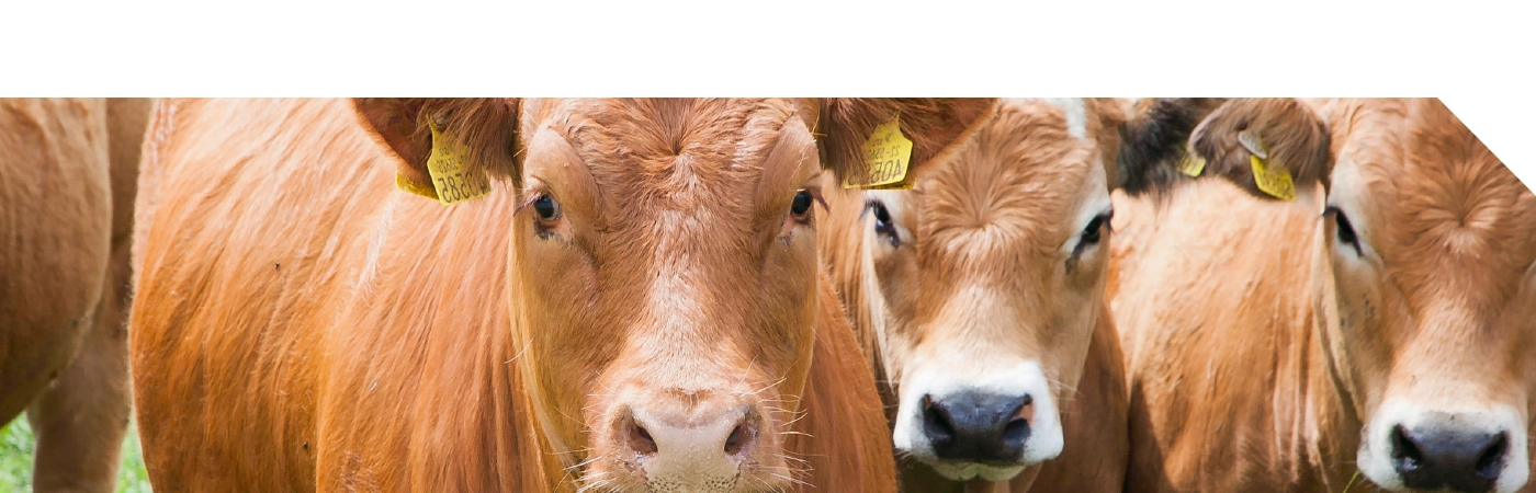 DeviBeef Banner - 1400 x 450 px