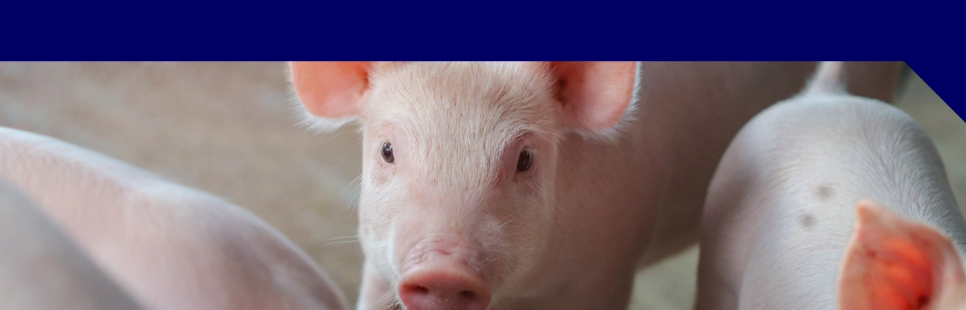 DeviSTART Base Banner - 1400 x 450 px