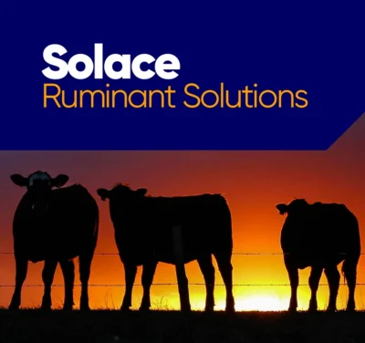 Solace Footer - 850 x 800 px Solace Footer - 850 x 800 px