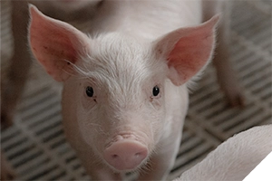 swine closeup